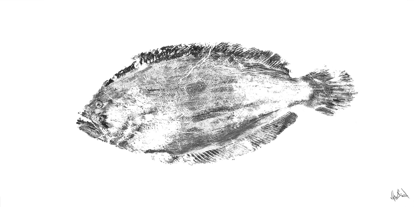 Black and White Flounder Glossy Poster Print