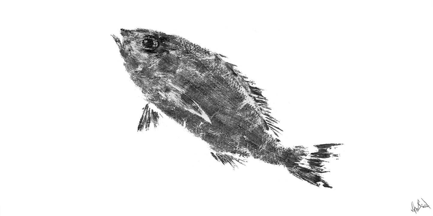 Black and White Snapper Fine Art Paper Print