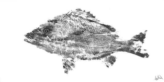 Black and White Tilapia High Gloss Metal Print