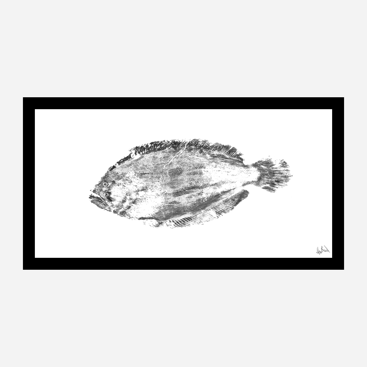 Black and White Flounder Fine Art Paper Print