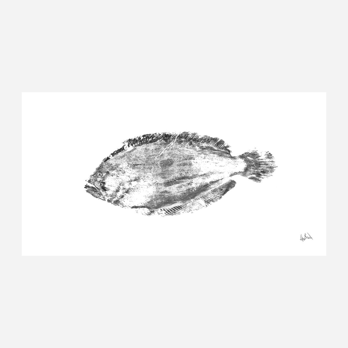 Black and White Flounder Fine Art Paper Print