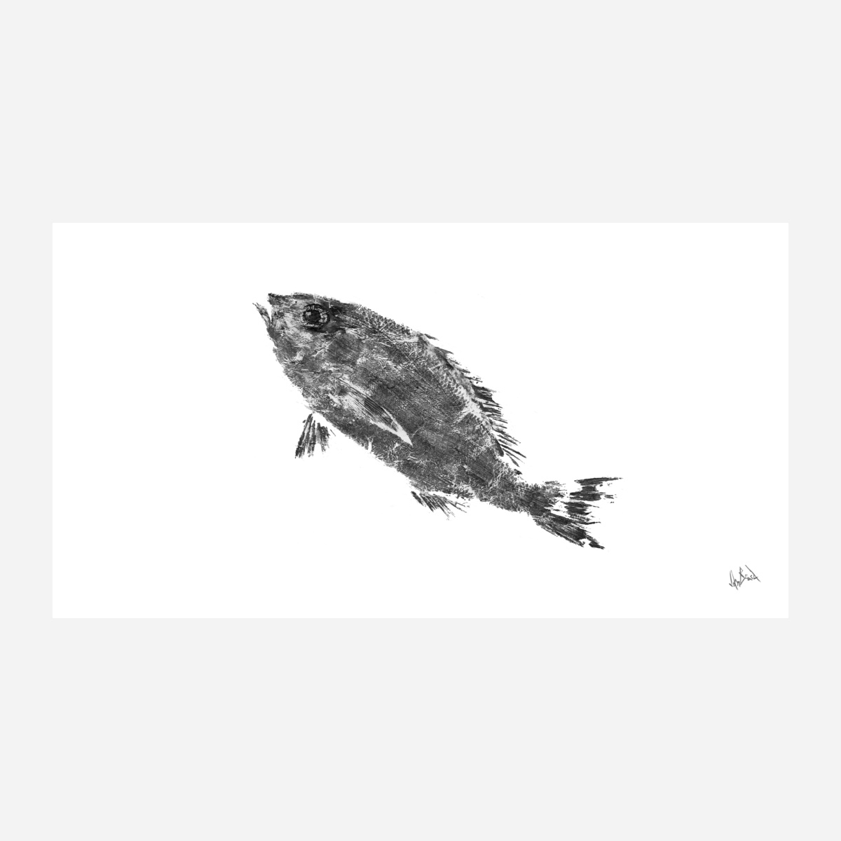 Black and White Snapper Fine Art Paper Print