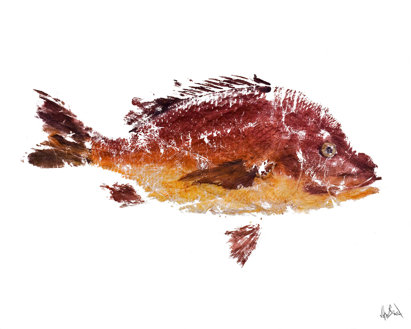 Red Fish I Glossy Poster Print