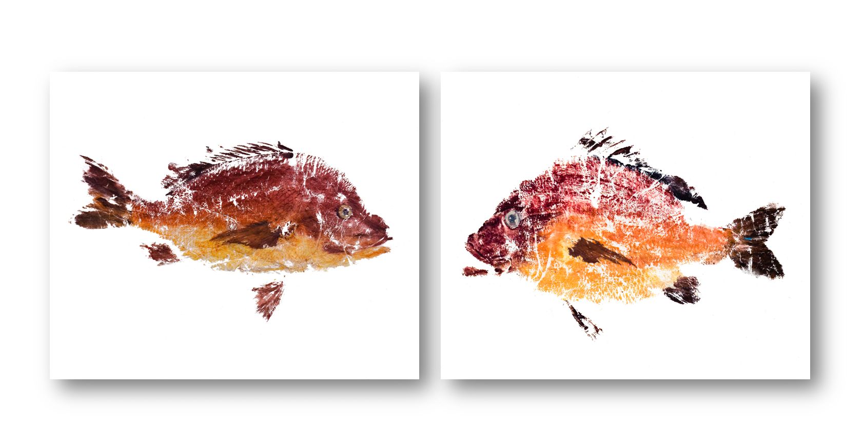 Red Fish Set – John Beard Collection
