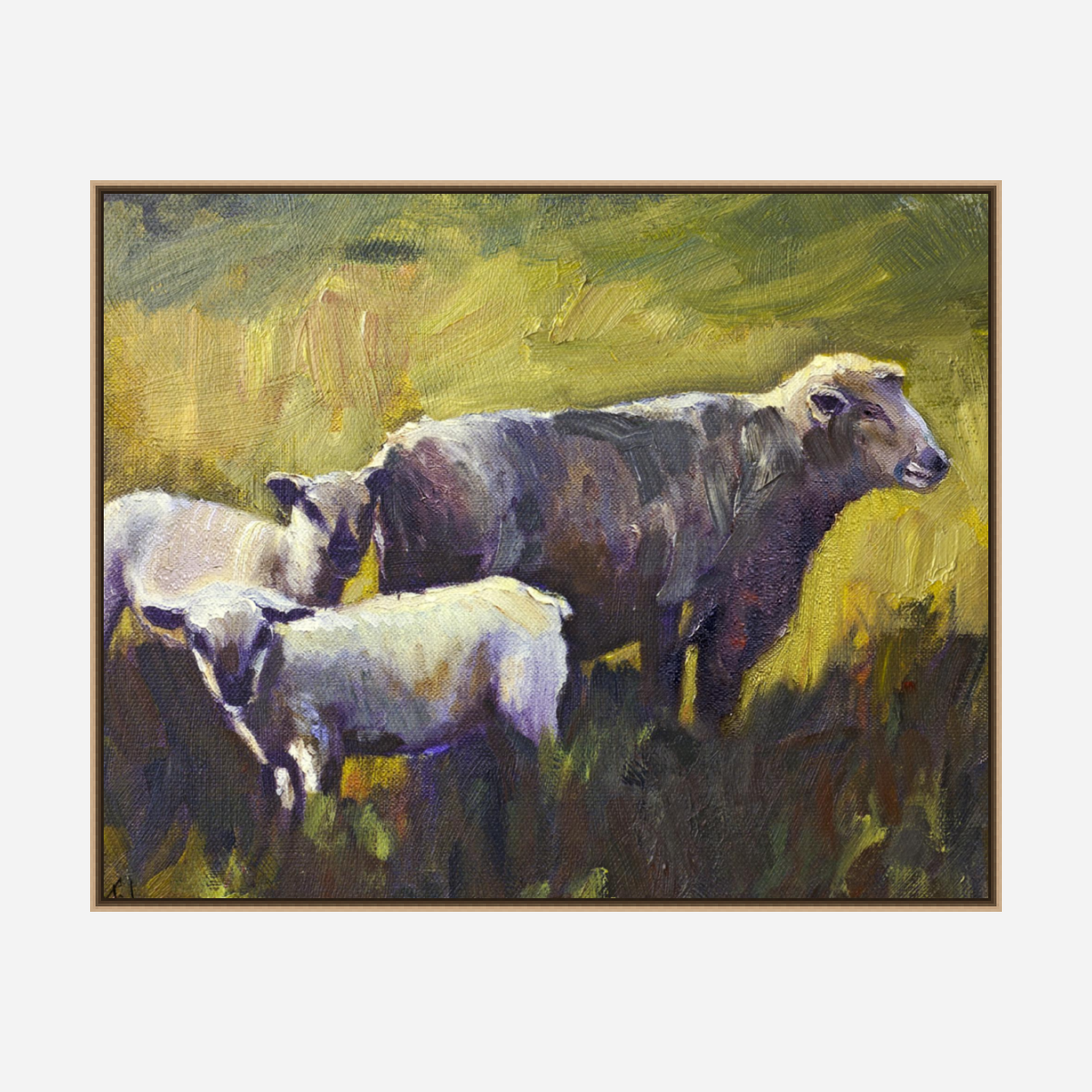 Three Sheep Artist Enhanced Canvas Print